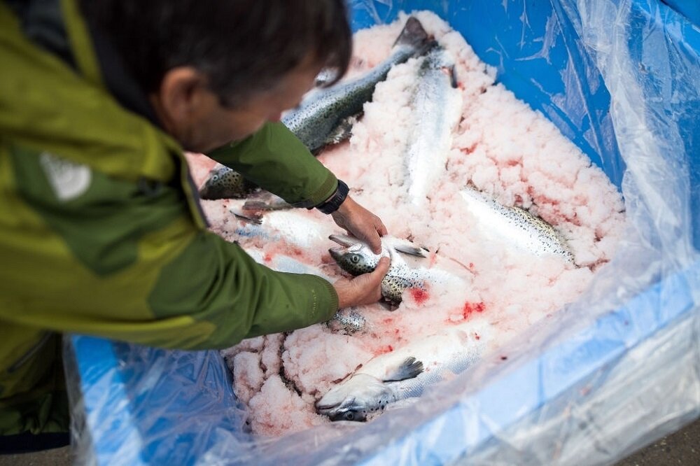 صنعت پرورش ماهی در ورطه ورشکستگی| استخرهای چند منظوره جوابگوی خراسان جنوبی