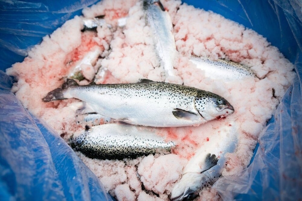 قیمت انواع ماهی در ۲۴ آبان ۱۴۰۰