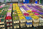 چگونه اقتصاد هلند «گل» کاشت/ ایران ۵۰ گروه باغبانی دارد هلند یک گروه!