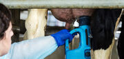 درمان ورم پستان گاوهای شیری بدون آنتی بیوتیک ممکن شد