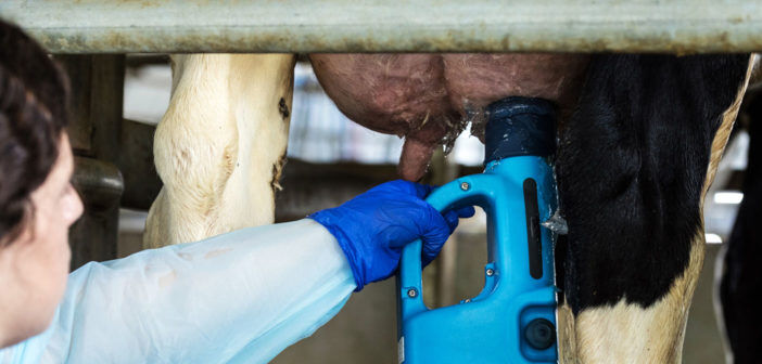 درمان ورم پستان گاوهای شیری بدون آنتی بیوتیک ممکن شد