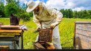 قیمت هر کیلو عسل در بازارهای جهانی از ۲ تا ۵۰ دلار| تولید محصول ارگانیک در ایران سخت است