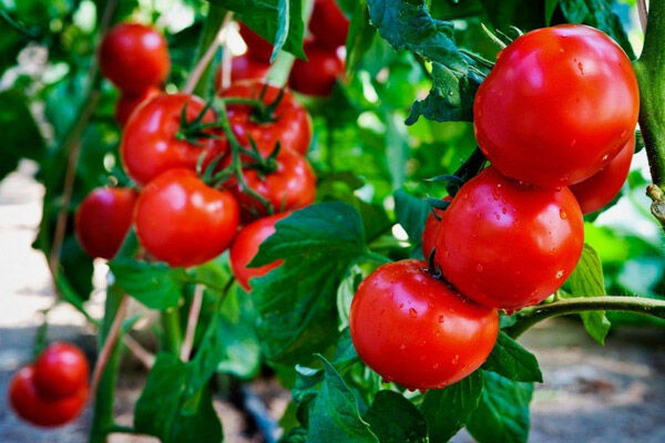پیش بینی برداشت ۵۴ هزار تن محصول گوجه فرنگی در طارم