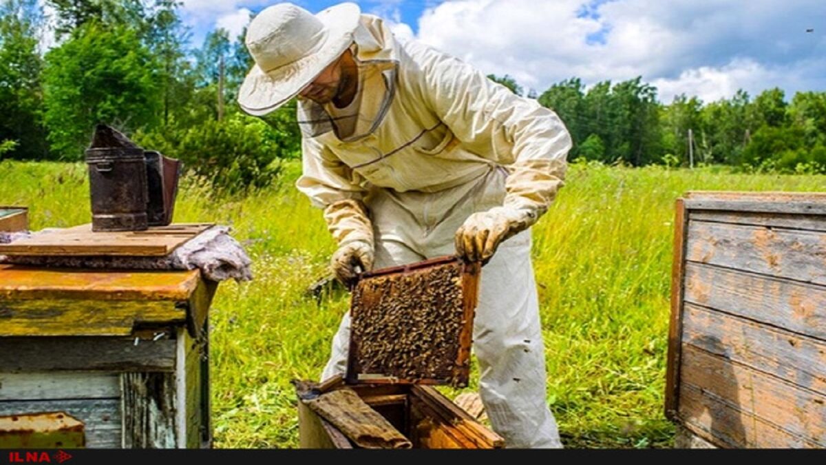 قیمت هر کیلو عسل در بازارهای جهانی از ۲ تا ۵۰ دلار| تولید محصول ارگانیک در ایران سخت است