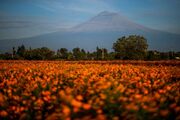 برداشت جعفری گل درشت در مکزیک