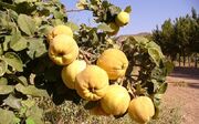 تولید ۱۶ رقم از انواع میوه «به» در شهر گیوی/ استفاده از «به» در صنایع غذایی
