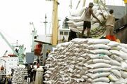 قیمت برنج ترمز برید| تاخت و تاز آزادانه دلالان در بازار گلستان