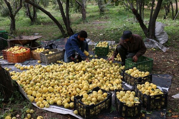 تولید ۱۶ رقم از انواع میوه «به» در شهر گیوی/ استفاده از «به» در صنایع غذایی  - خبرگزاری بازار
