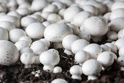 احیای ۲۶ گلخانه و واحد پرورش قارچ در همدان| ۷۹۶ فرصت شغلی ایجاد شد