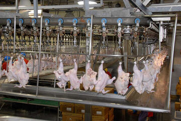 تولید ۶۰ هزار تن گوشت مرغ در کشتارگاه صنعتی مازندران