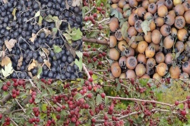 زرشک و ولیک؛ سوغات جنگل های شمال زرشک و ولیک؛ سوغات جنگل های شمال