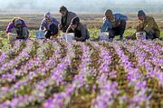 افزایش ۲ برابری خرید زعفران از کشاورزان خراسان شمالی