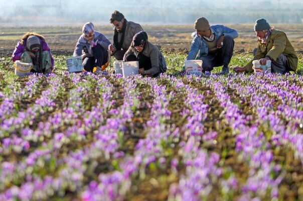 مرند قطب تولید زعفران در شمال غرب کشور