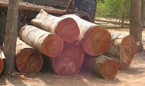 چوب پالونیا می تواند صنایع روکش و تخته لایه را احیا کند
