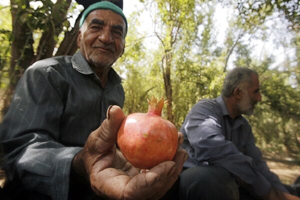 محصول انار در برزخ صادرات| یاقوت سرخ ایران مشتری ندارد