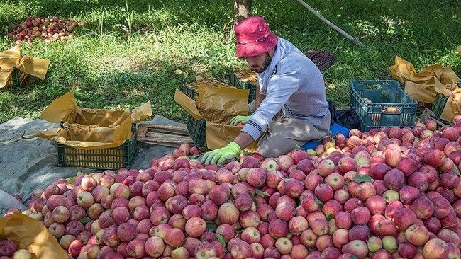 صادرات سیب باید با بسته‌بندی منطبق با شرایط کرونا انجام شود