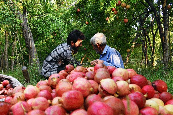 کام شیرین ایران از یاقوت مازندران| فصل داغ انارچین