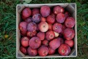 زیان خشکسالی و سرمازدگی برای باغداران اصفهانی| تولید سیب کاهش یافت
