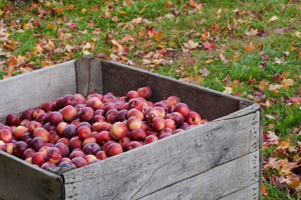 پرداخت تسهیلات چهار درصدی برای خرید سیب زیردرختی در آذربایجان‌شرقی