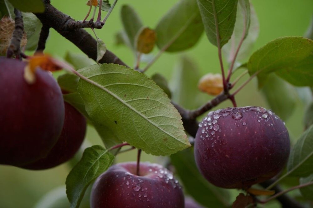 برداشت ۲۱۵ هزار تن سیب از باغات اصفهان/خشکسالی متهم اصلی کاهش تولید
