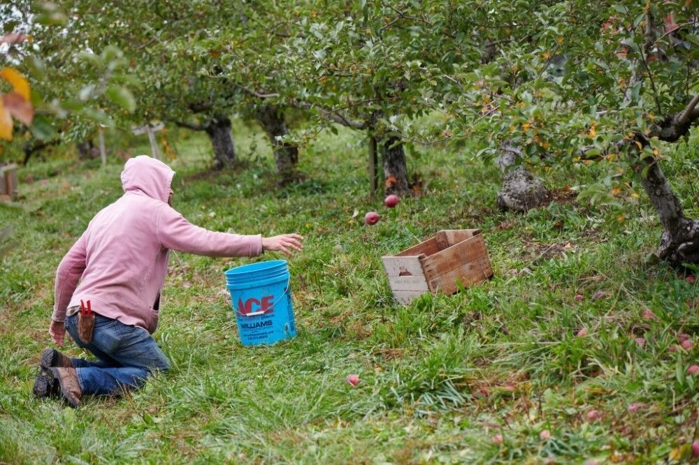 قطب باغداری کشور زخمی از تیشه دلالان| رنگ از رخسار سیب سمیرم پرید