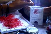 تغییر شرایط خرید زعفران صدای کشاورزان را درآورد| زعفران‌کاران دست به دامان رئیسی