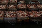آغاز فصل ماهیگیری خرچنگ برفی در ژاپن