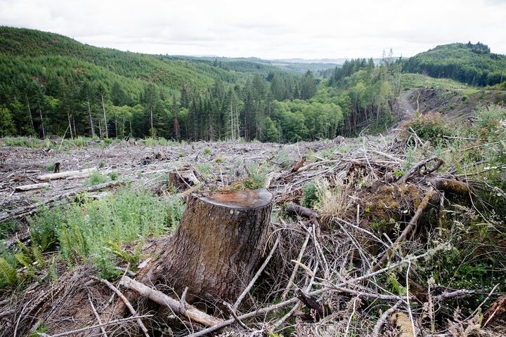 ویلاسازی قطعات جنگلی مازندران را تهدید می کند