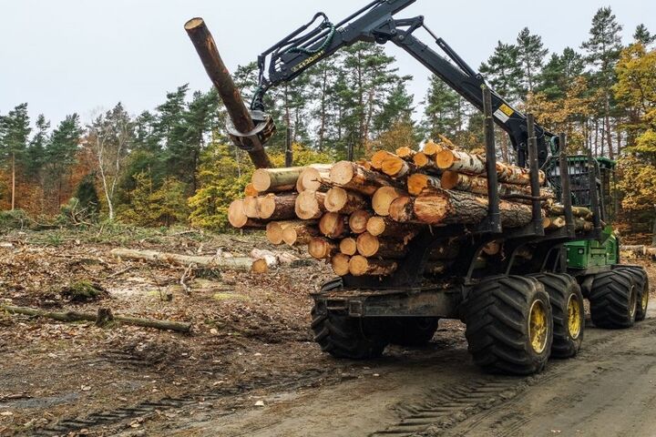 خطر قاچاق چوب به بهانه برداشت درختان شکسته جنگلی| مارکشی در هیرکان