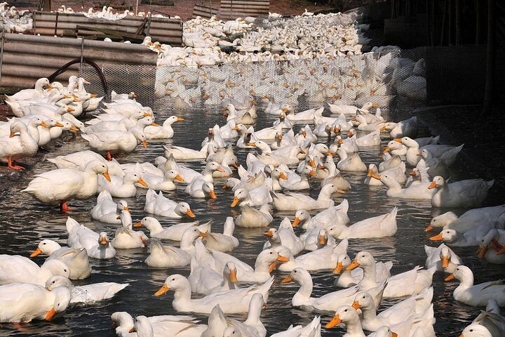  ضرورت توسعه مزرعه اردک در شالیزارهای گیلان