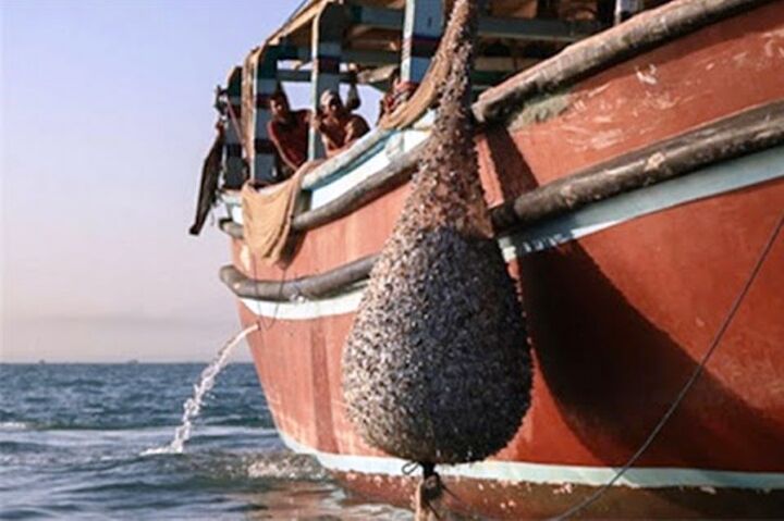 ورود سالانه ۲ هزار و ۵۰۰ قایق غیر مجاز به صیدگاه‌های خوزستان