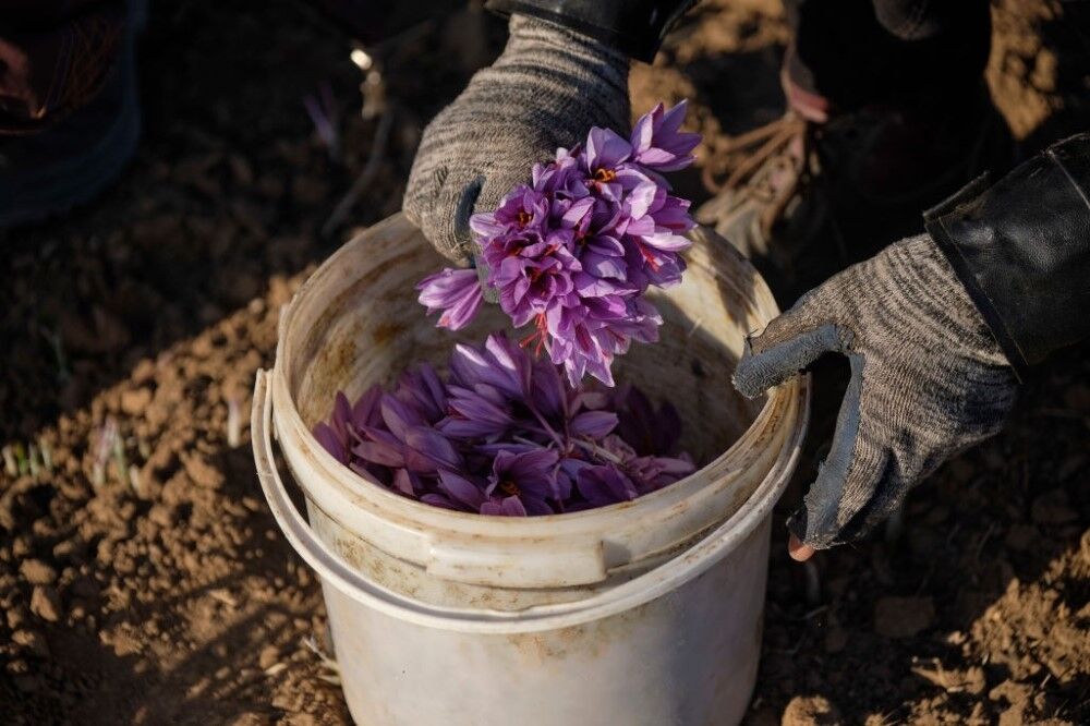 شرکت‌های قلابی بلای جان تولید زعفران در همدان/ طلای سرخی که بر باد می رود