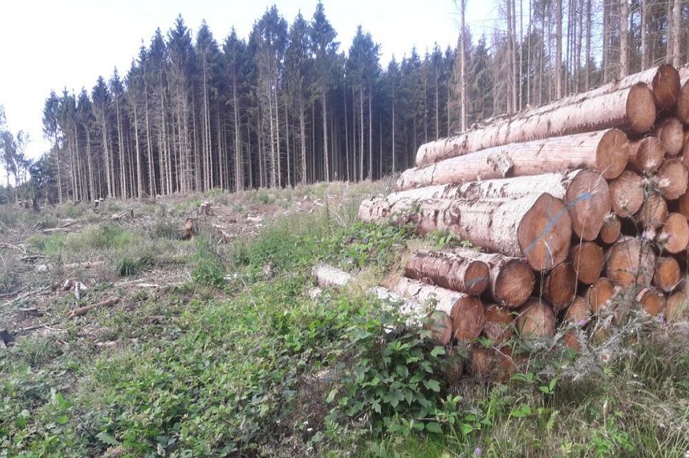 پیامدهای واگذاری مدیریت جنگل هیرکانی به شرکت های غیربومی