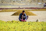 تبانی کارخانجات کشمش در سایه عدم حمایت دولت از انگورکاران| بی مهری وزارتخانه به محصولات باغی