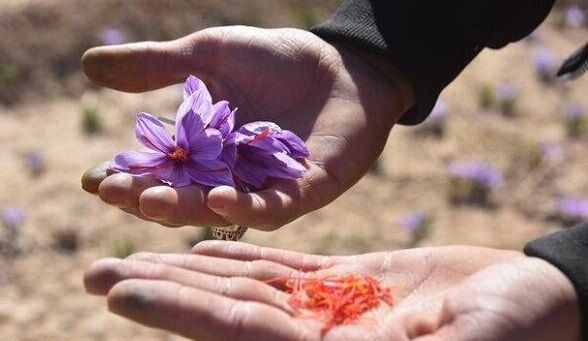 راه برای قاچاق زعفران باز است| کشاورزان ایرانی می‌کارند دیگران برداشت می‌کنند