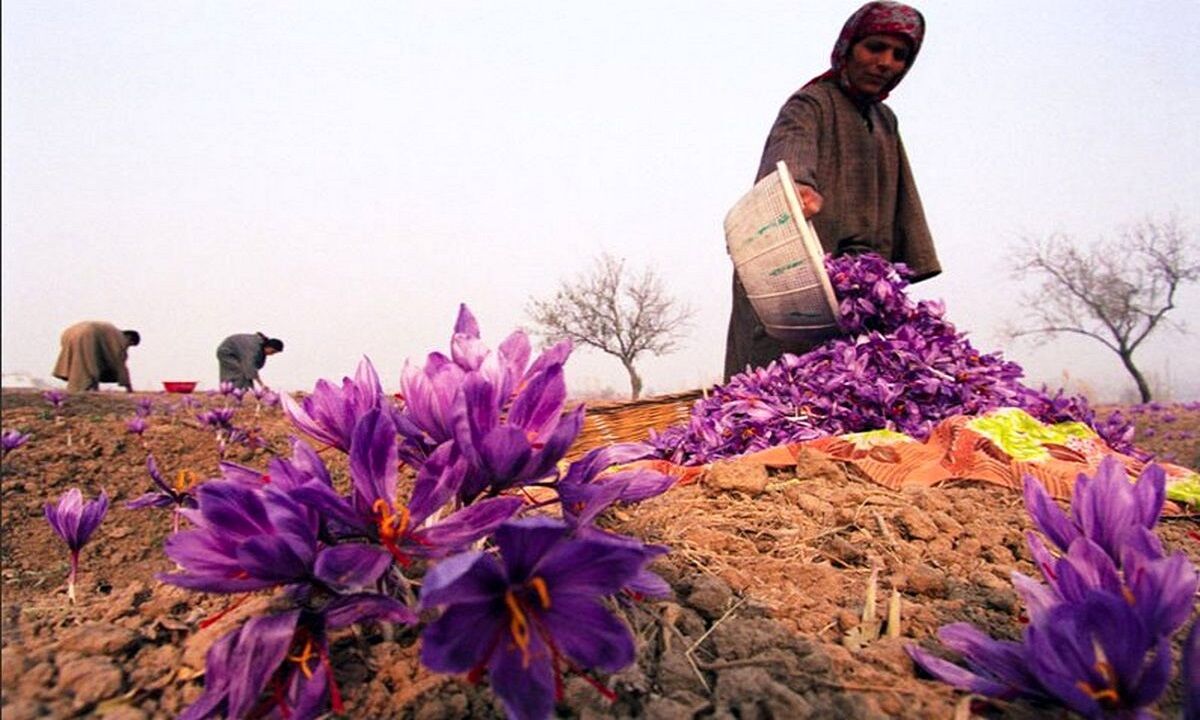 کشاورزان تایبادی زعفران‌های خود را دفن کردند؛ پیشنهاد تشکیل کنسرسیوم صادراتی