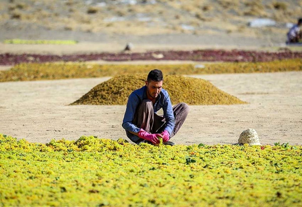 تولیدکنندگان «کشمش» در کشمکش مشکلات؛ انگور صادراتی برگشت می‌خورد