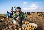 قطب تولید سیب زمینی کشور و ماجرای دلالی در صادرات| ۸۰ درصد کشاورزان متضرر شدند