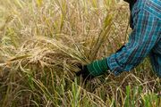 محدود شدن کاشت برنج در عراق به علت خشکسالی