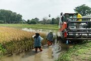 افزایش نظارت‌ها بر صادرات برنج در تایلند