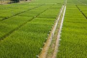 ادامه کاهش قیمت جهانی برنج