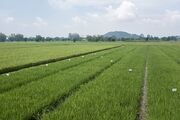 مجوز مجلس به شورای آب استان‌ها برای لغو ممنوعیت کشت برنج
