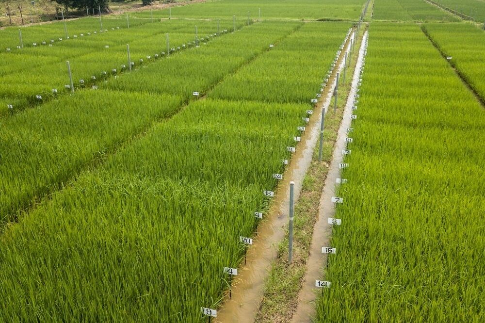 خشک شدن تدریجی مزارع برنج ایلام/ کشاورزان به کم آبی توجه نکردند
