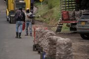 سقوط قیمت سیب زمینی در کلمبیا