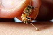 زهر زنبور ایرانی جزو باکیفیت ترین زهرها در دنیاست!