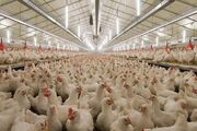 دولت با سرکوب قیمتها به جنگ تولیدکنندگان می رود| استانهای مرزی قابلیت صادرات مرغ دارند