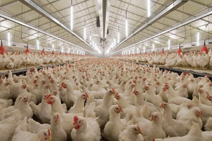 ظرفیت روزانه تولید مرغ در مازندران یک هزار و ۵۰۰ تن است