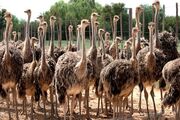 صادرات شترمرغ از اصفهان به کشورهای عربی| کمبود نهاده‌ها پاشنه آشیل تولید