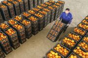 ۵۰۰ هزار تن نارنگی در مازندران تولید می شود