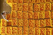 ۵۰۰ هزار تن پرتقال مازندران قابلیت صادرات دارد